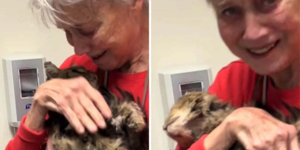 Ejer tror, at kat er forsvundet for altid efter brand – men så sker der noget fantastisk