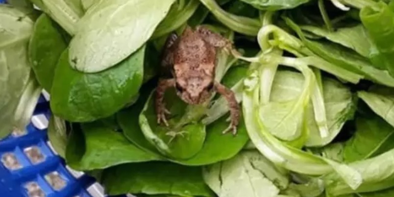 Benjamin finder levende frø i salat fra Aldi