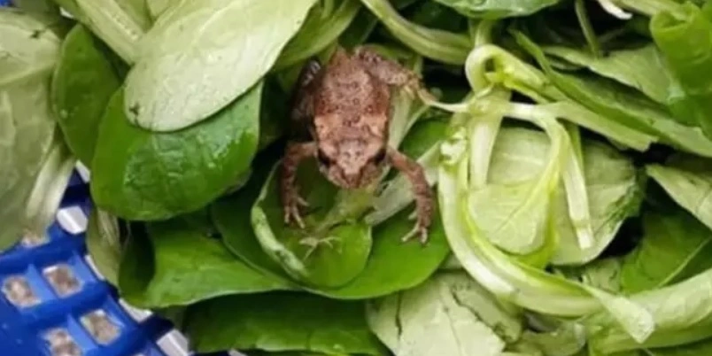 Benjamin finder levende frø i salat fra Aldi