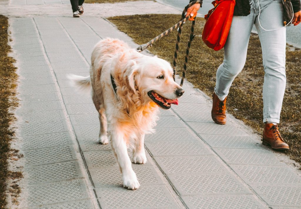 Dyrlæge afslører: Her er 7 tegn på, at din hund er glad