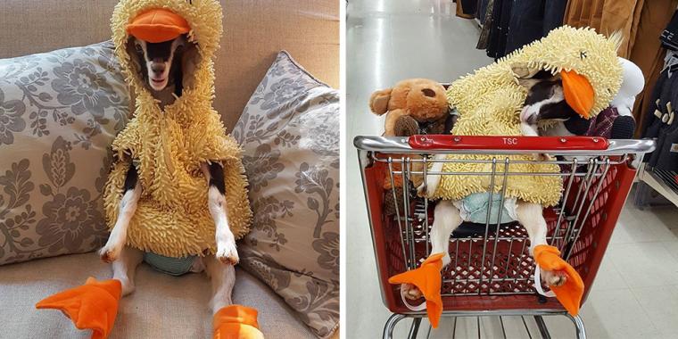 Traumatiseret ged med angst slapper kun af, når hun er iført sit ande-kostume