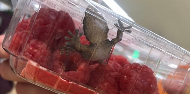 Laura skulle købe en bakke med hindbær: Fandt en levende gekko