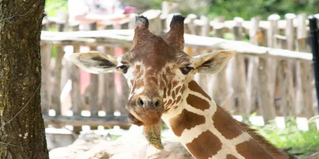 Zoologisk have deler hjerteskærende besked: Måtte aflive deres eneste giraf