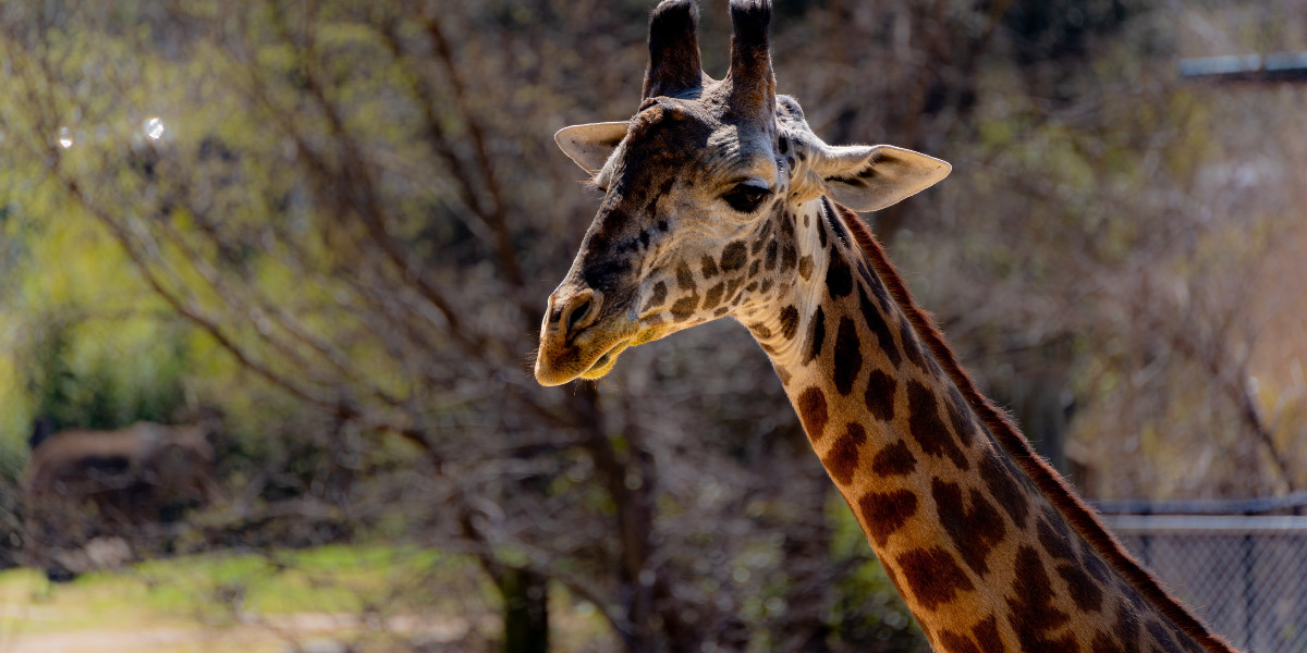Tragedie i dansk zoo: En giraf død