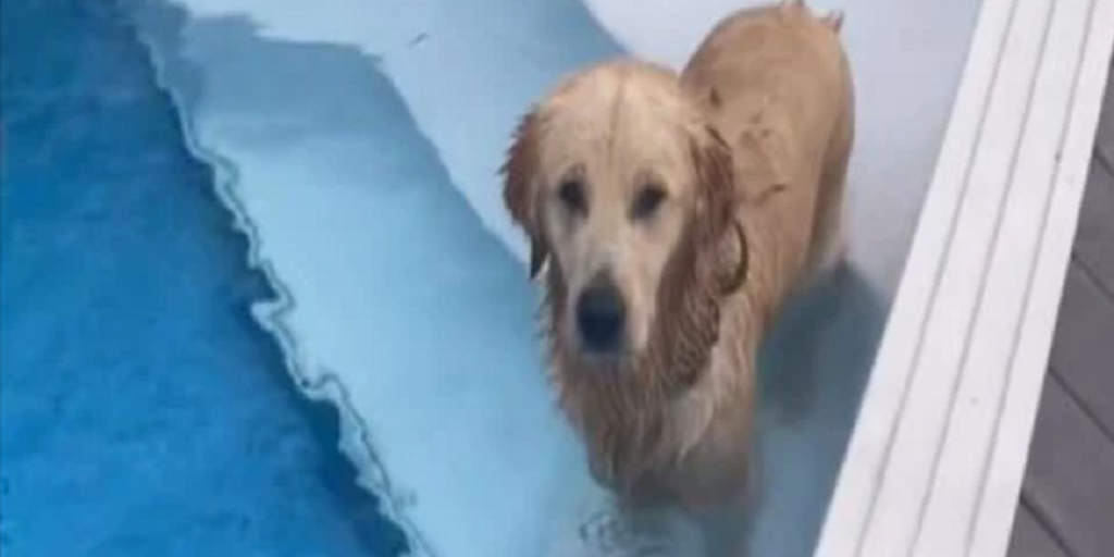 Hunden Zepp hopper i naboens pool: Du gætter aldrig, hvad hunden gør da den bliver opdaget