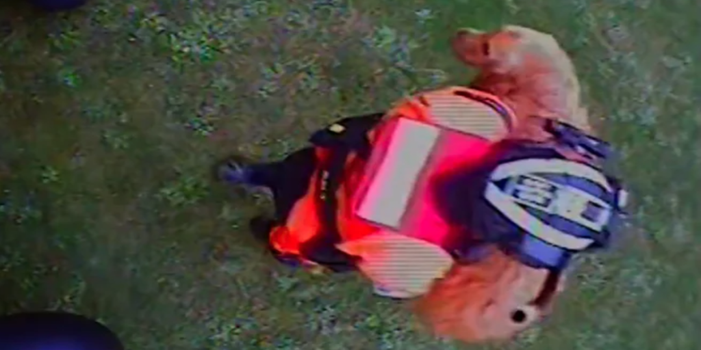 På mirakuløs vis overlever golden retriever et fald på 90 meter