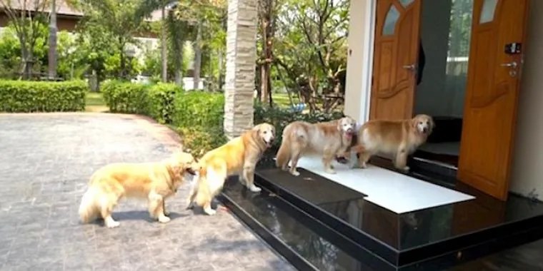 4 Golden Retrievere stiller sig op på række – hold så øje med hvad de gør