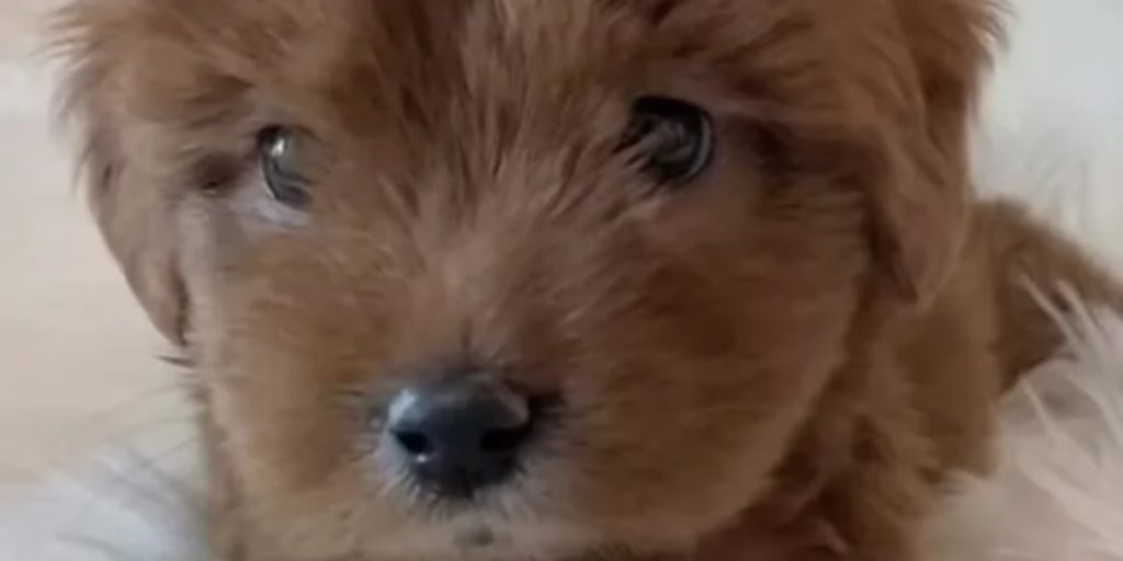 Hun betalte 15.000 kroner for en goldendoodle: Som tiden gik, indså hun, at noget var helt galt