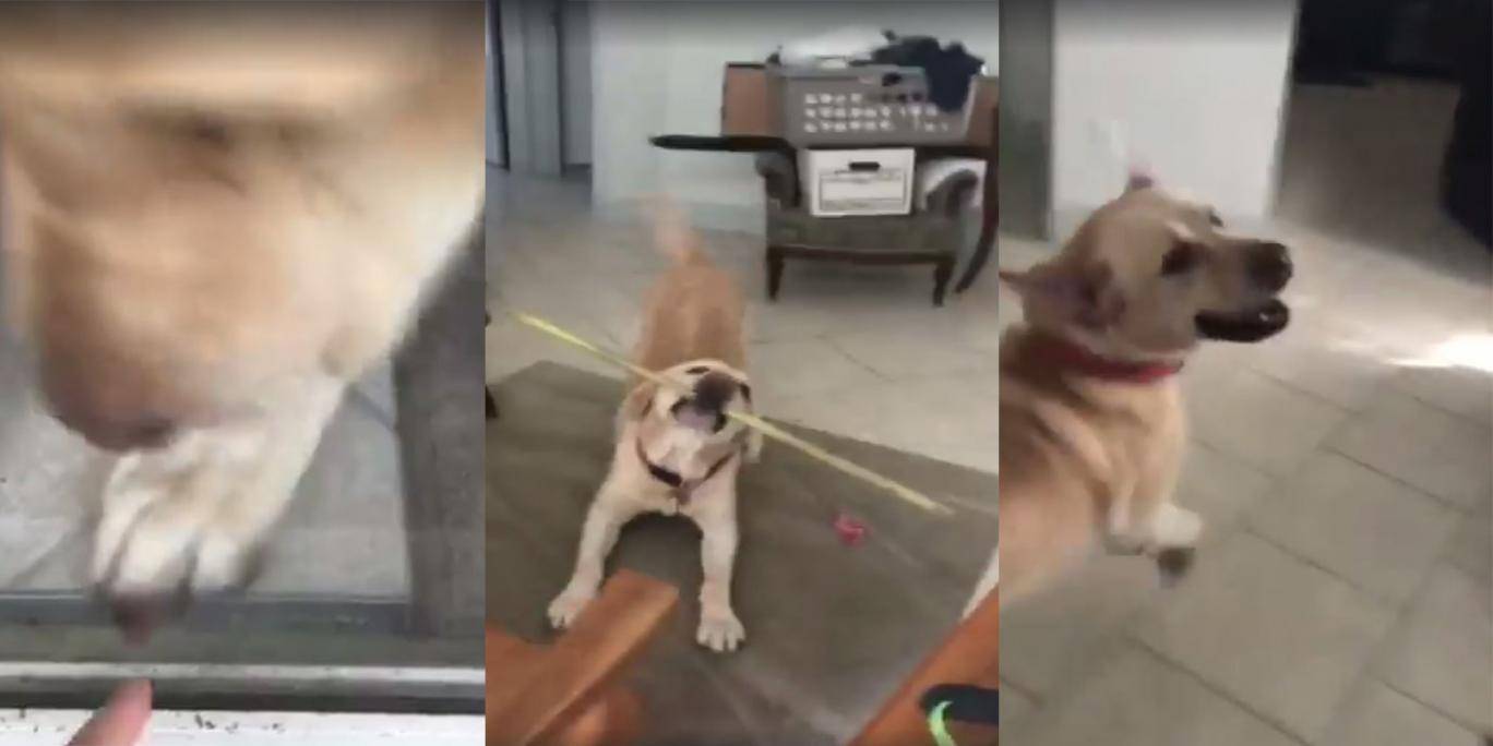 Kvinde låser sig ude at sit hus: Se nu hvad hendes hund finder på