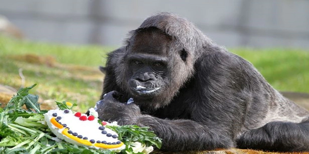 Verdens ældste gorilla har fødselsdag: Er ældre end du tror