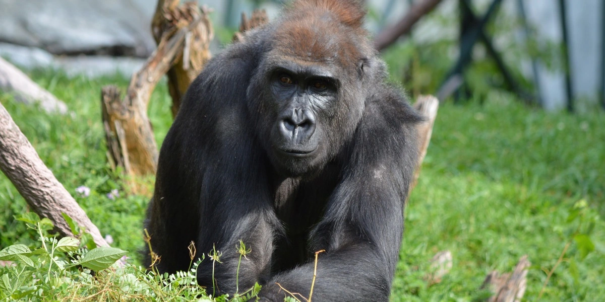 Gorilla er ‘afhængig’ af telefoner: Nu skrider zoo til handling