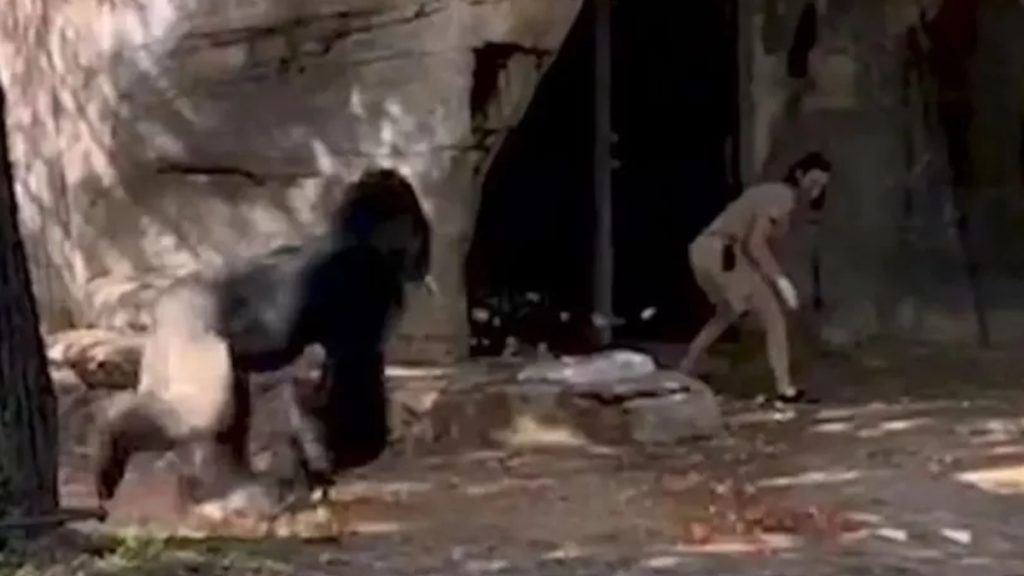 Skræmte gæster kunne kun se til: Øjeblikket hvor gorilla stormer mod indespærrede dyrepassere