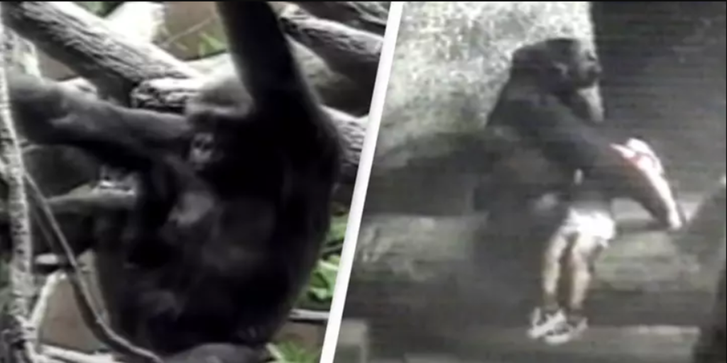 3-årig dreng falder ind i gorilla-indhegning: Du gætter aldrig hvad en gorilla så gør