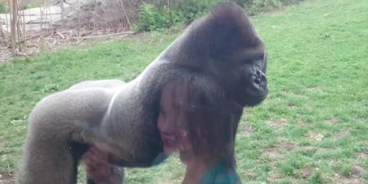 Derfor skal du ikke provokere en gorilla i zoo