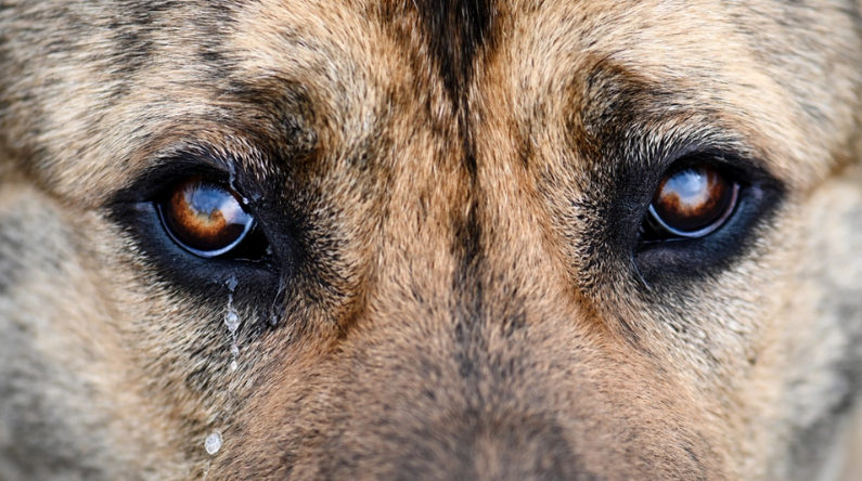 Vidste du, at din hund også ‘græder’?