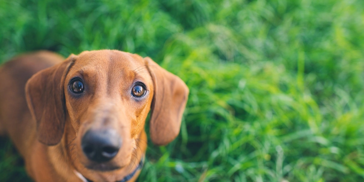 Hunden Brandy var lige kommet til sin nye ejer: Så blev hun stjålet