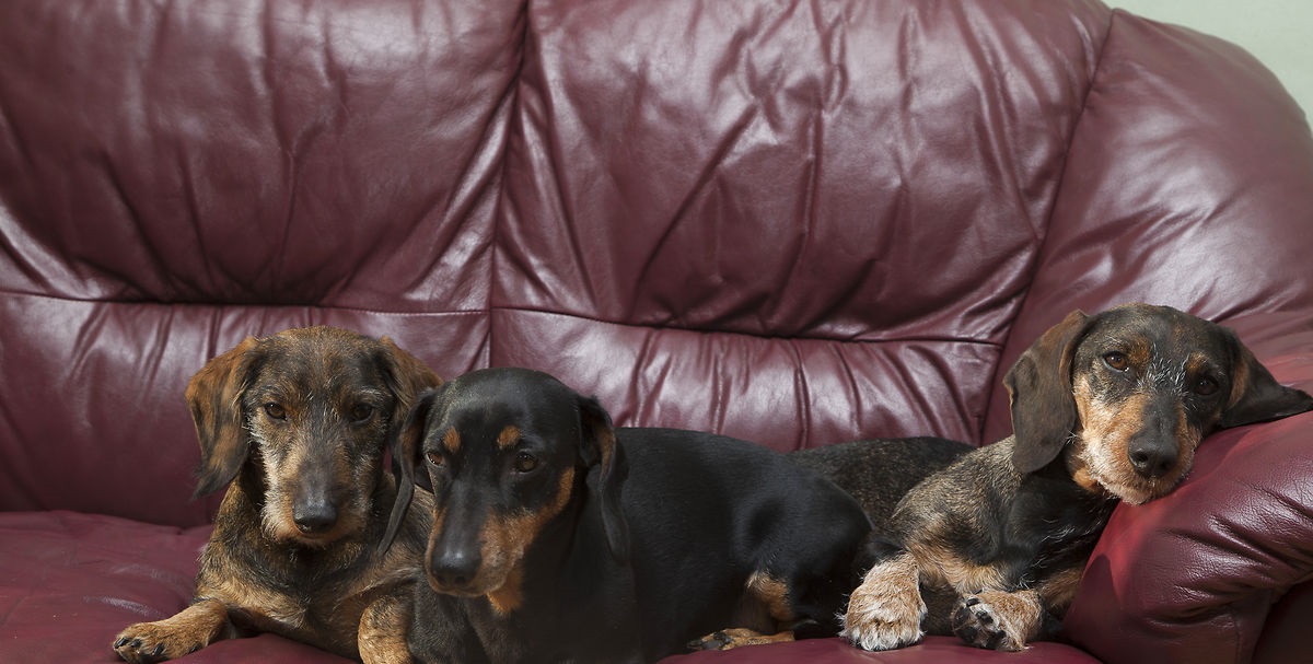 Dansk hundesensation vækker opsigt: “Fantastisk at opleve”