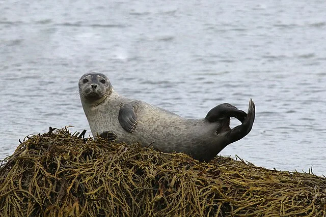 Tragisk opdagelse: 41 døde sælunger fundet ved Limfjorden