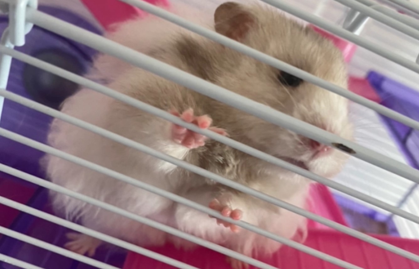 9-årig pige ’heldig at være i live’ efter angreb af hamster