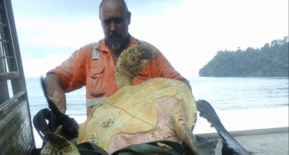 Mand købte alle havskildpadderne på markedet: Du får et chok, når du ser hvad han gør med dem