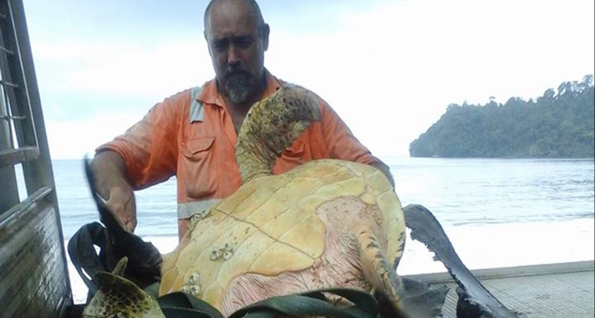 Mand købte alle havskildpadderne på markedet: Du får et chok, når du ser hvad han gør med dem