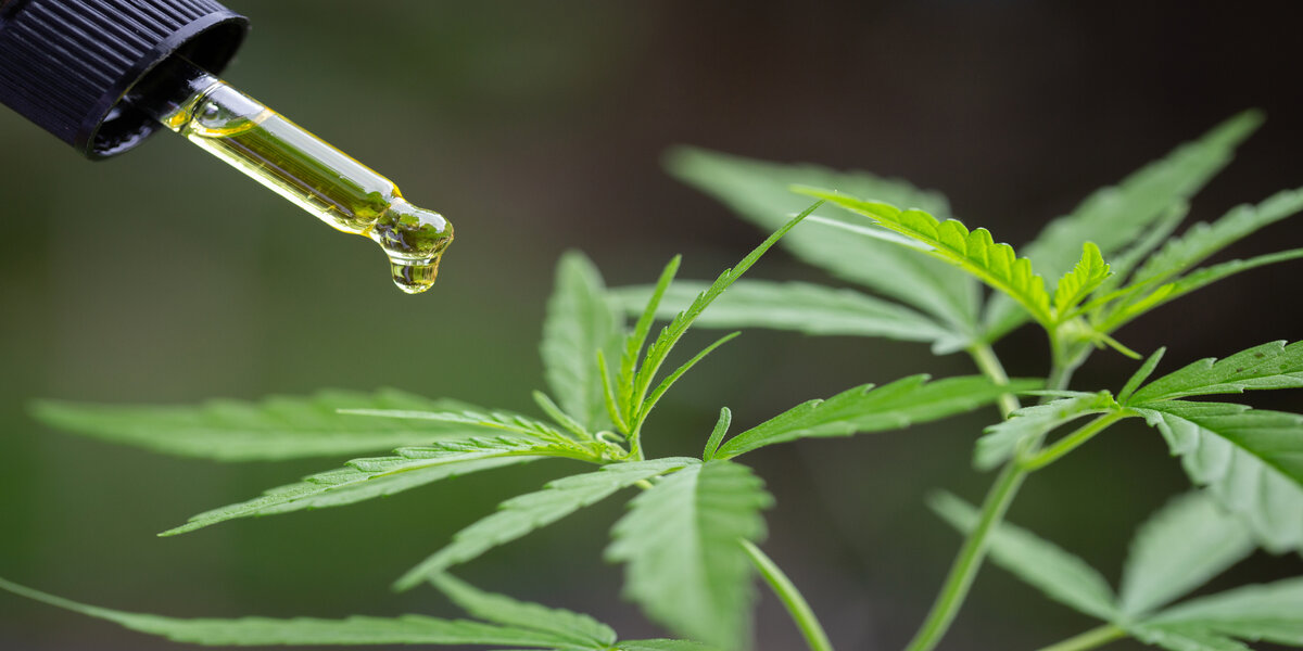 CBD-olie – hvorfor?