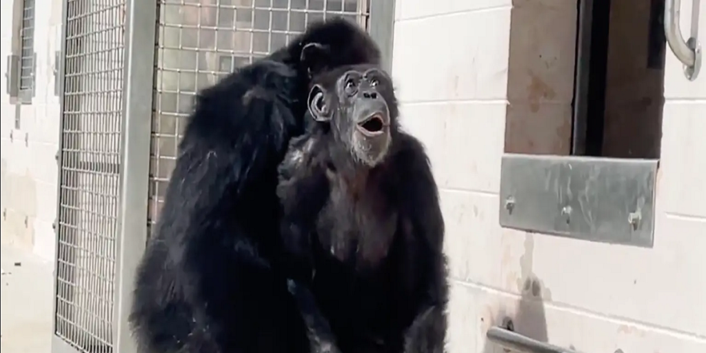 Chimpanse har været indespærret i 29 år: Se dens rørende reaktion da den ser himlen for første gang