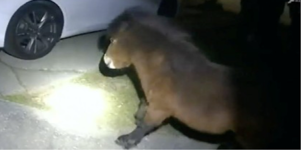 Politiet brugte flere timer på at fange løssluppen hest efter pizza skorper ikke virkede som lokkemad