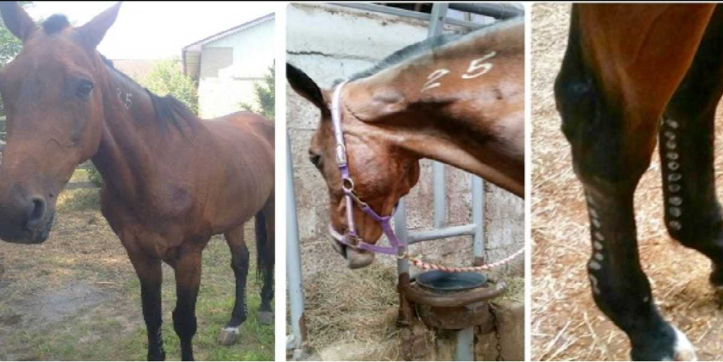 Ældre hest var på vej til slagteriet: Så ser en mand hestens nakke og ben, og handler med det samme