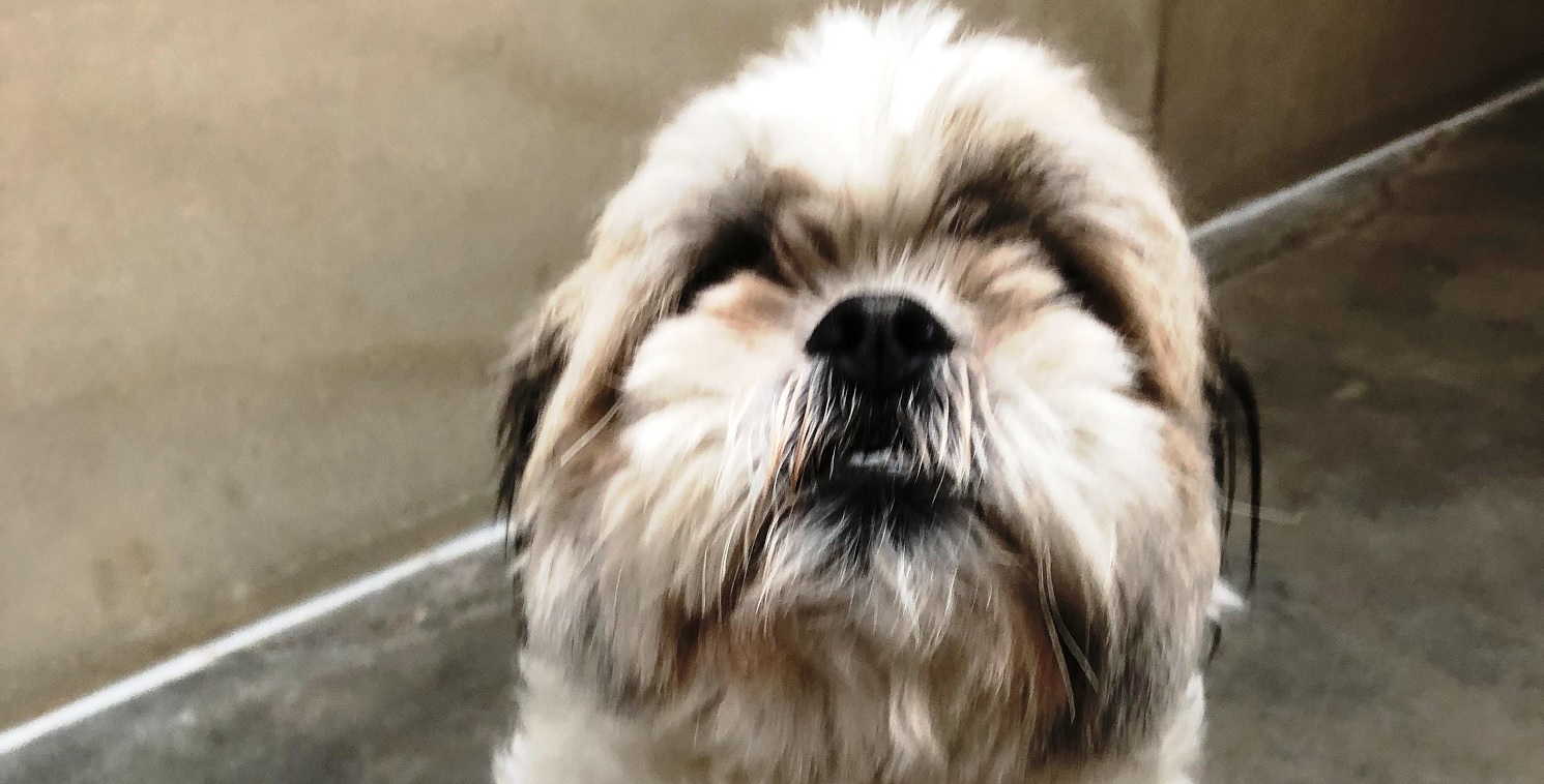 Hjælp: Hvem er ejeren til denne søde hund?