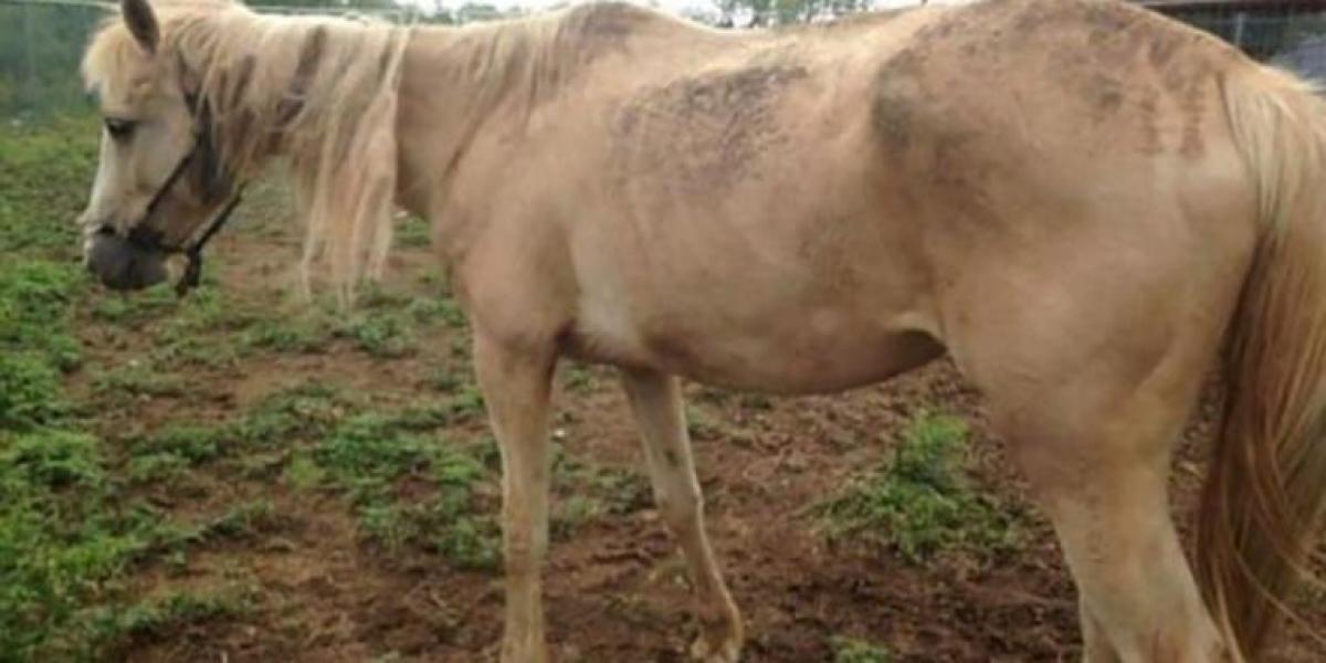 Heste-elsker køber mishandlet hest for 300 kroner for at give hende chancen for et nyt liv