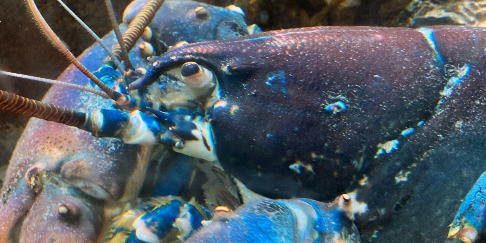 Dyrenes Beskyttelse med kraftig opfordring inden nytår: De KAN føle smerte