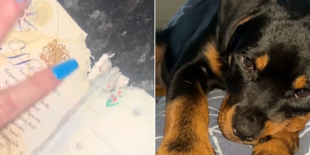 Hunden fik fat i hendes pas få timer før ferie: Endte med at få store konsekvenser