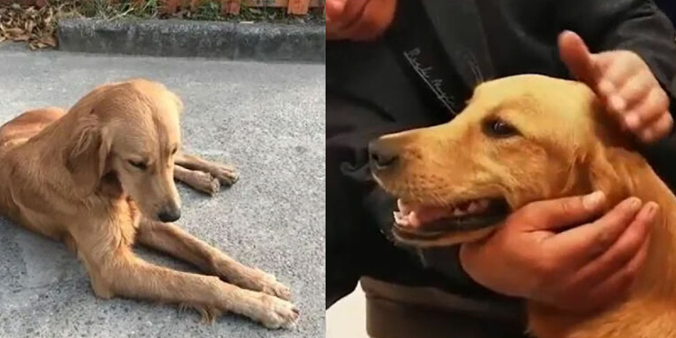 Hund fundet med blødende poter: Årsagen er rørende