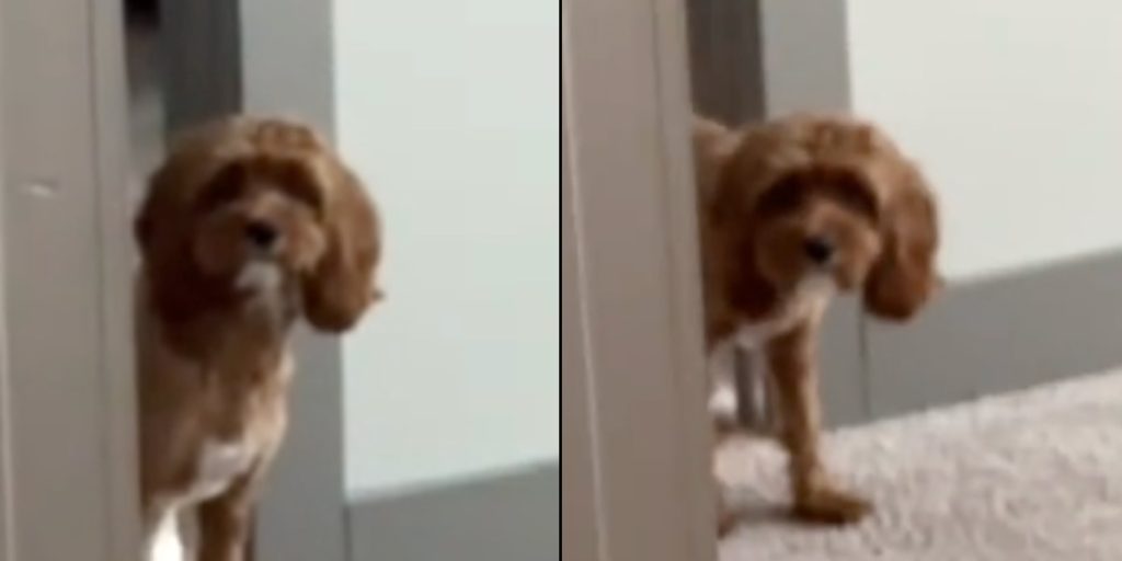 Kvinde tager paryk af for første gang foran sin hund: Hun havde slet ikke forventet dens reaktion