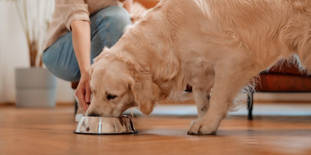 Undrer du dig også? Derfor drejer din hund eller kat rundt, før den lægger sig