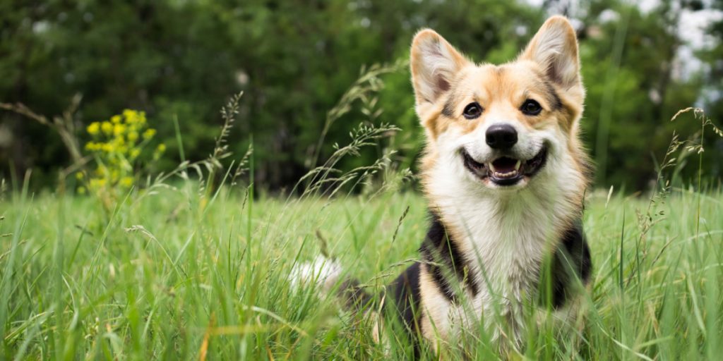 Vær varsom med vovsen: Sådan hjælper du din hund i varmen