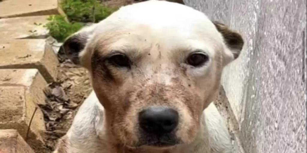 Hund sad i mudder i flere timer: Da en kvinde kommer forbi, opdager hun den chokerende sandhed
