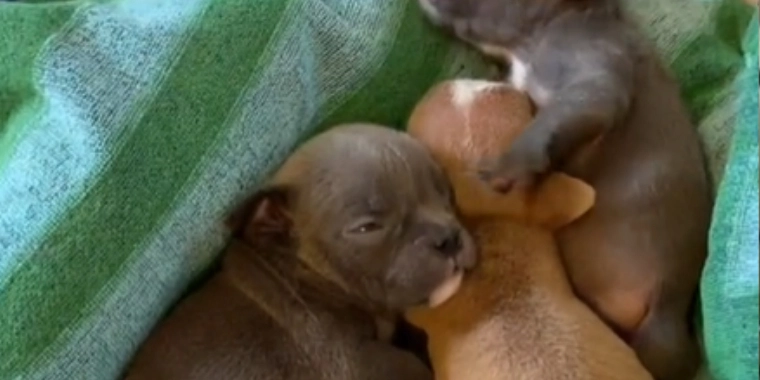 Tror hundehvalp har 2 haler: Så bliver de overrasket