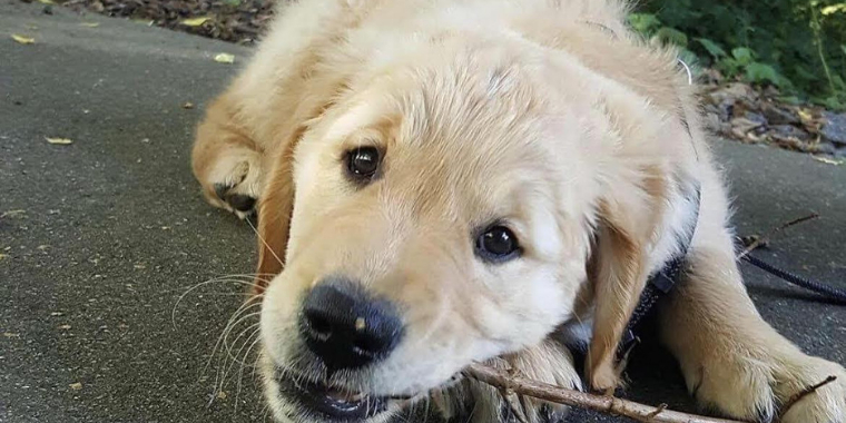 Hundeejer advarer: Lego var døden nær