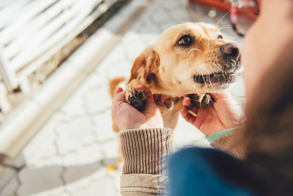Pas på når du går tur med hunden: Dansk hundeejer gjorde rystende fund