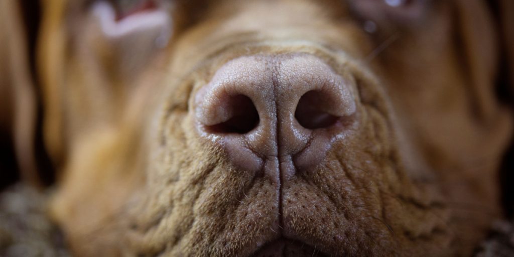 Sådan klipper du din hunds negle korrekt uden at det gør ondt