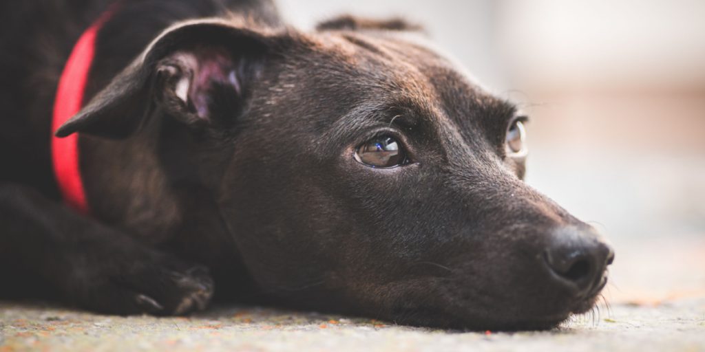 Advarer samtlige hundeejere i Danmark: Hvis din hund er ramt, skal du straks gøre dette