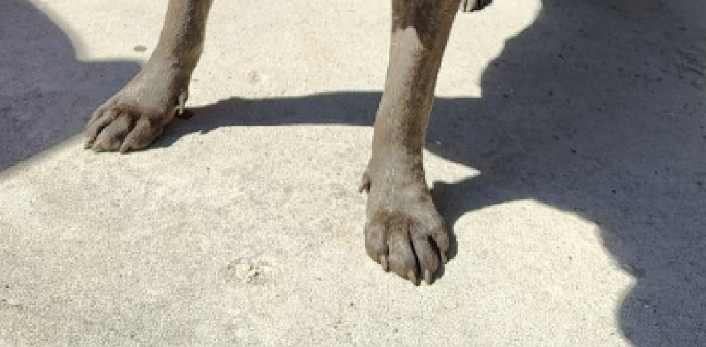 Efterlyser ejer: Politiet finder omstrejfende hund