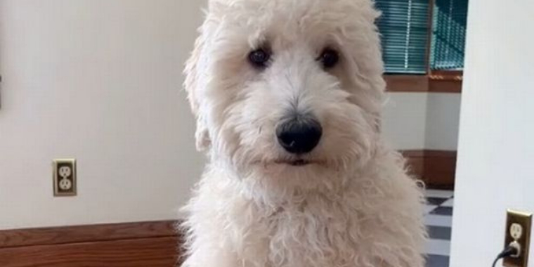 Hundeejer efter frisørbesøg: “Det er den forkerte hund”