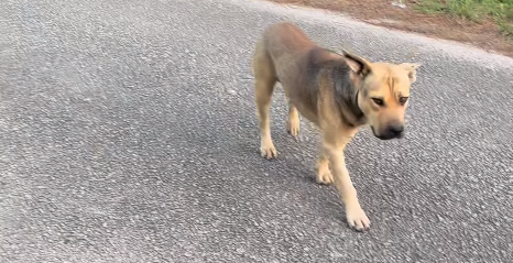 Hjemløs hund rækker ud efter hjælp: Hvad kvinden så gør, vil få dig til at fælde en tåre