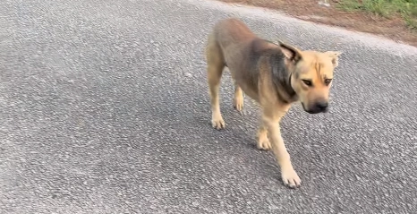 Hjemløs hund rækker ud efter hjælp: Hvad kvinden så gør, vil få dig til at fælde en tåre
