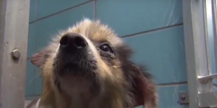 Mand finder fremmed hund i sin baghave: Så lægger han mærke til den mystiske seddel