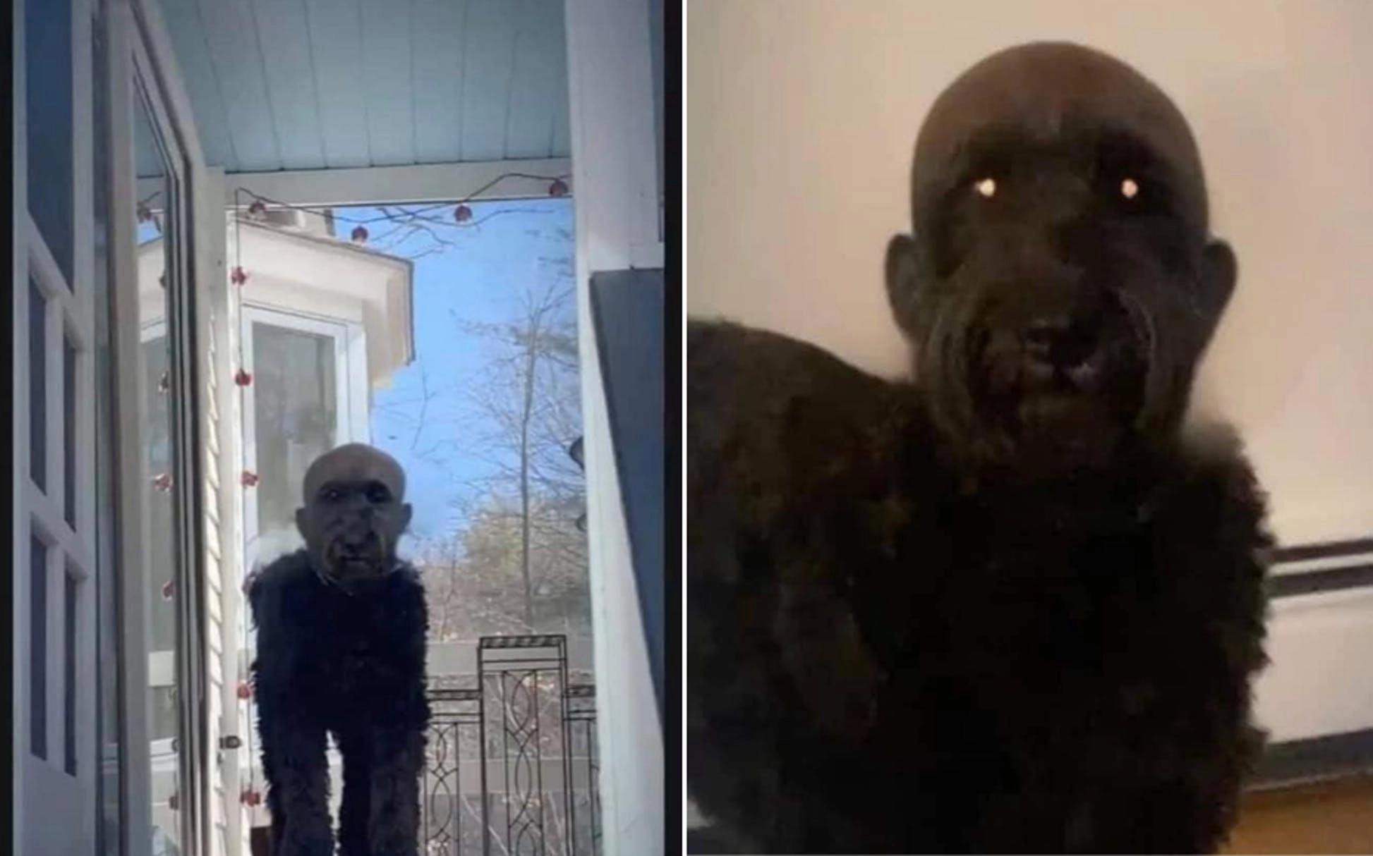 Klippede sin hund: Resultatet har taget internettet med storm