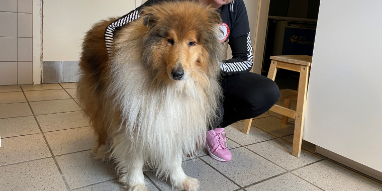 Syge, underernærede og i smerter: Her er 40 hunde og hvalpe reddet fra